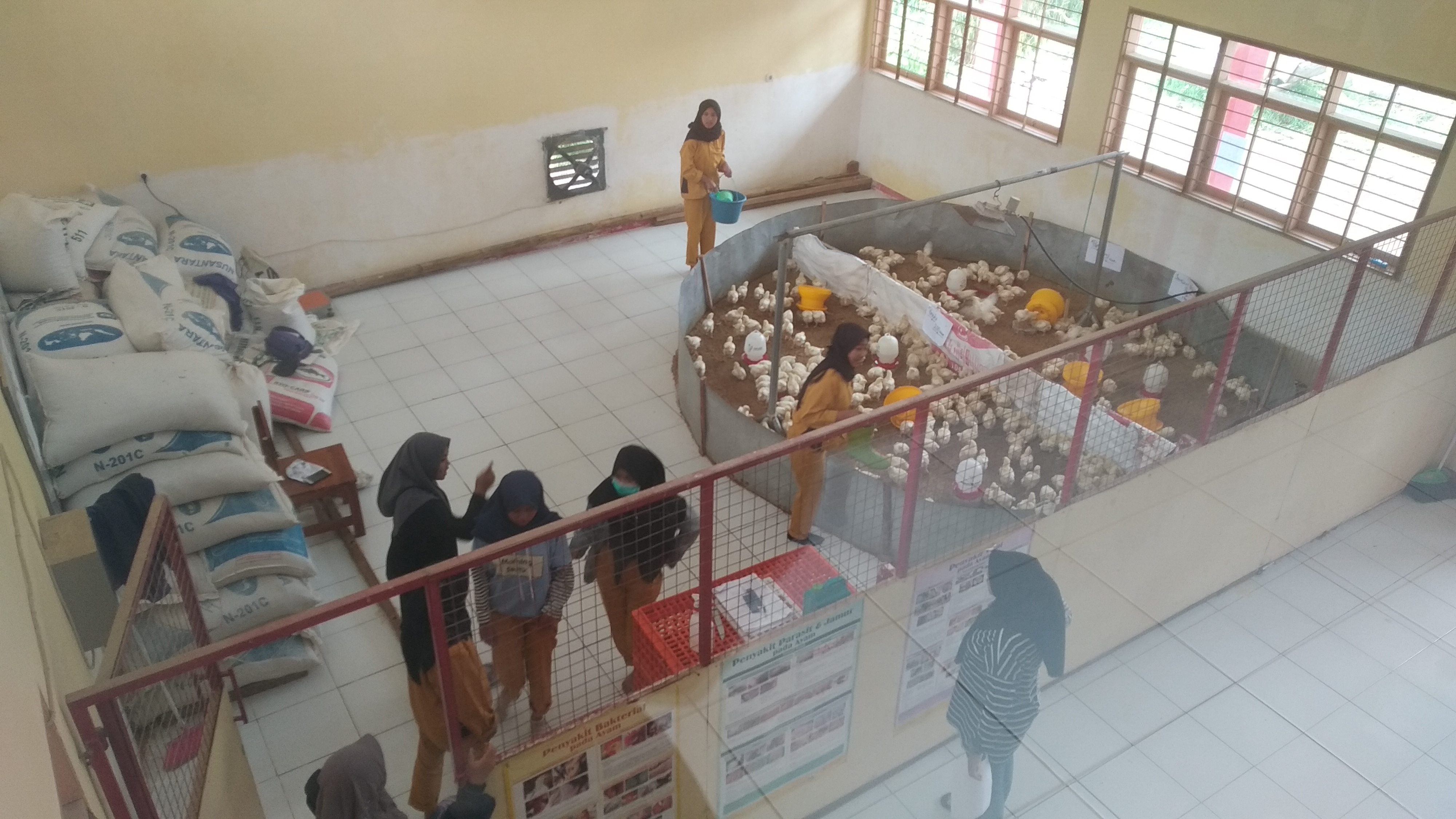 Kandang Ayam